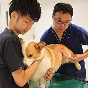ベックジャパン動物病院グループブログ
