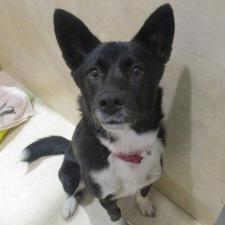 ノアールちゃん