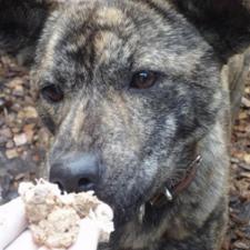 ショコラちゃん