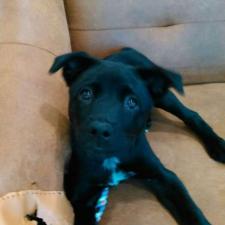 ピオーネちゃん