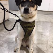 飛飛(フェイフェイ)くん