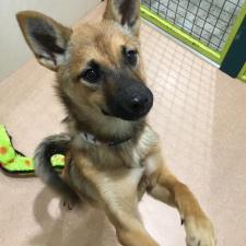 クシェルちゃん