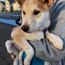 ファジマルくん