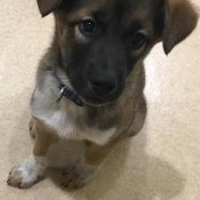 叶夢（かなむ）くん