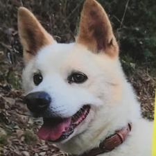 スヴァットくん