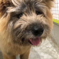 シェウフィくん