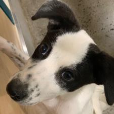 ローリエちゃん