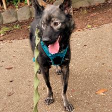 チョンチーちゃん