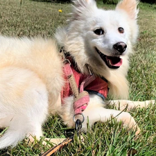 ダンクマールくん