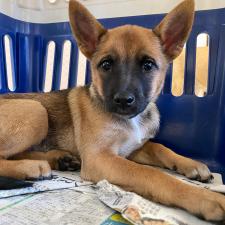 いちょうちゃん