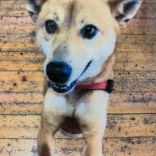 バンブルビーくん