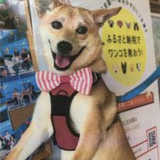 レポワッソンちゃん