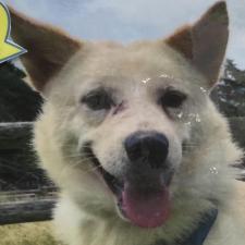 トクソテスくん