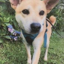 シベリアちゃん