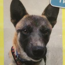 クンツァイトくん