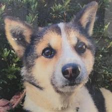 モンドールくん