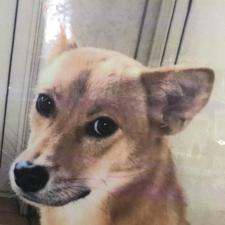 ハーピィちゃん