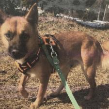 ウィキミキちゃん