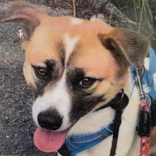 キュラスちゃん