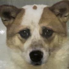 スンダルちゃん