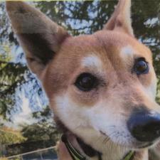 マロンドールちゃん