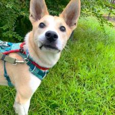 紫苑(しおん)くん