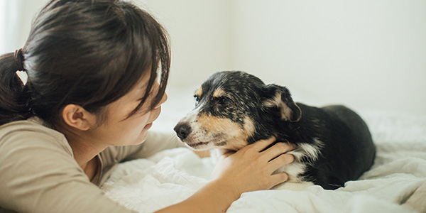 シニア犬介護コース