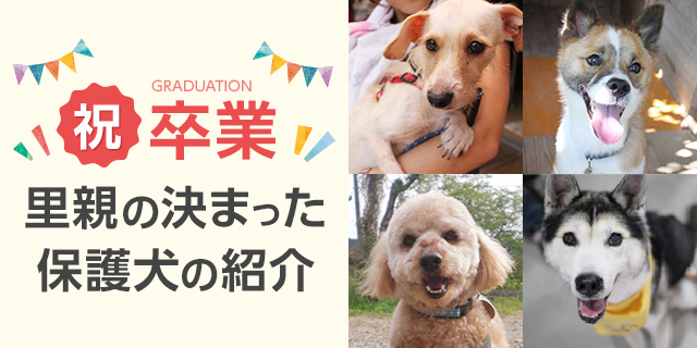 祝卒業 里親の決まった保護犬の紹介