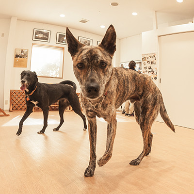 GREEN DOG SQUAREキュリオイメージ