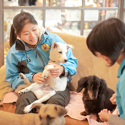 保護犬譲渡センター