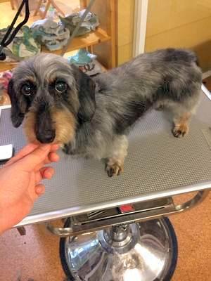 ワイヤーダックス