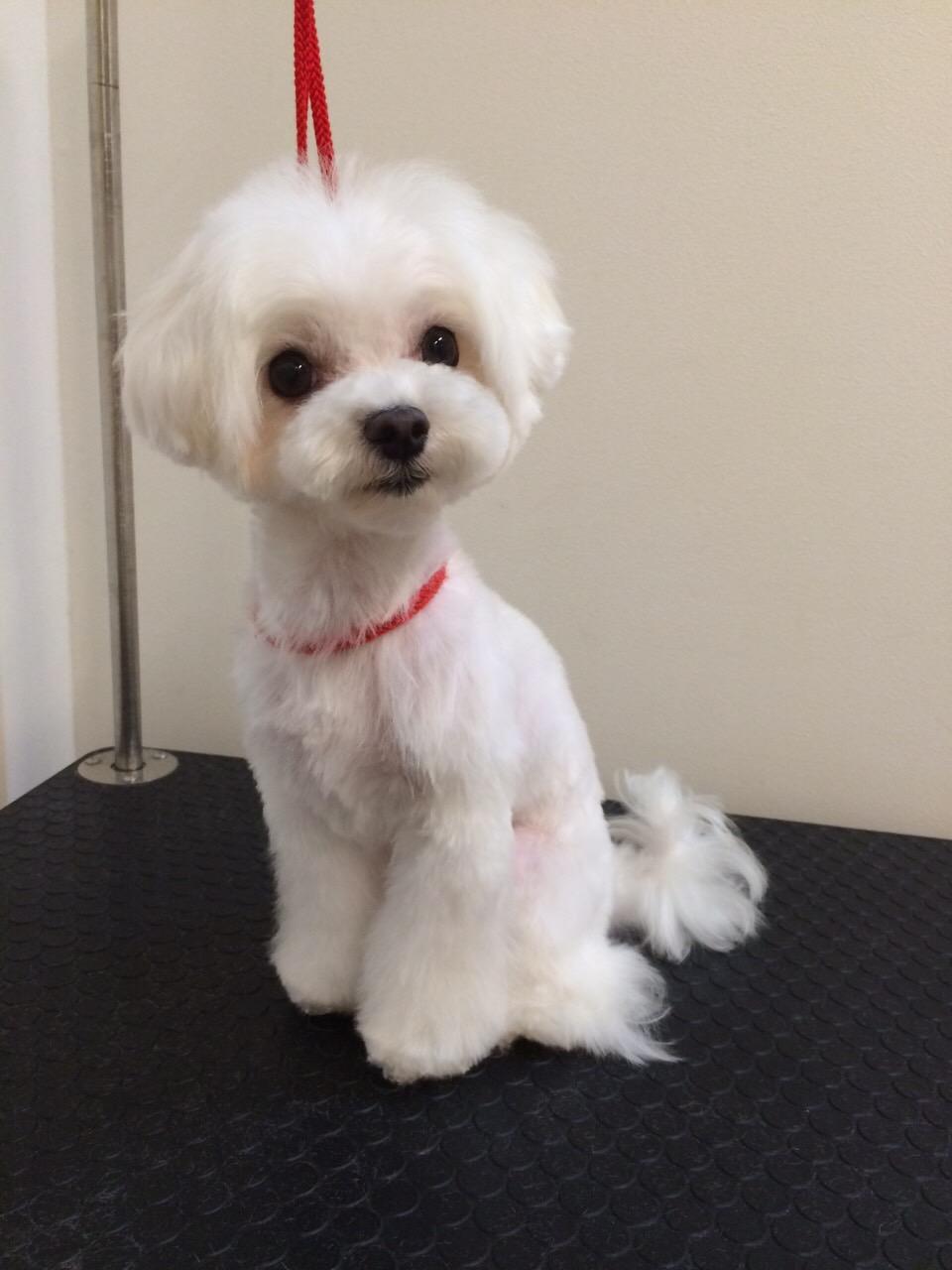 マルチーズ