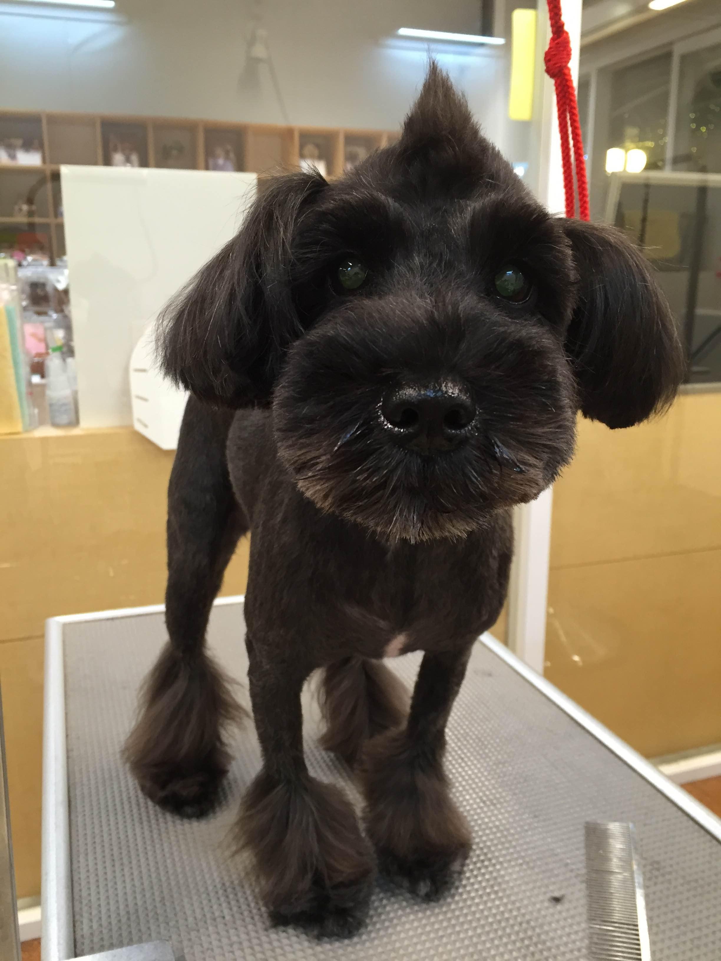 ミニチュアシュナウザー