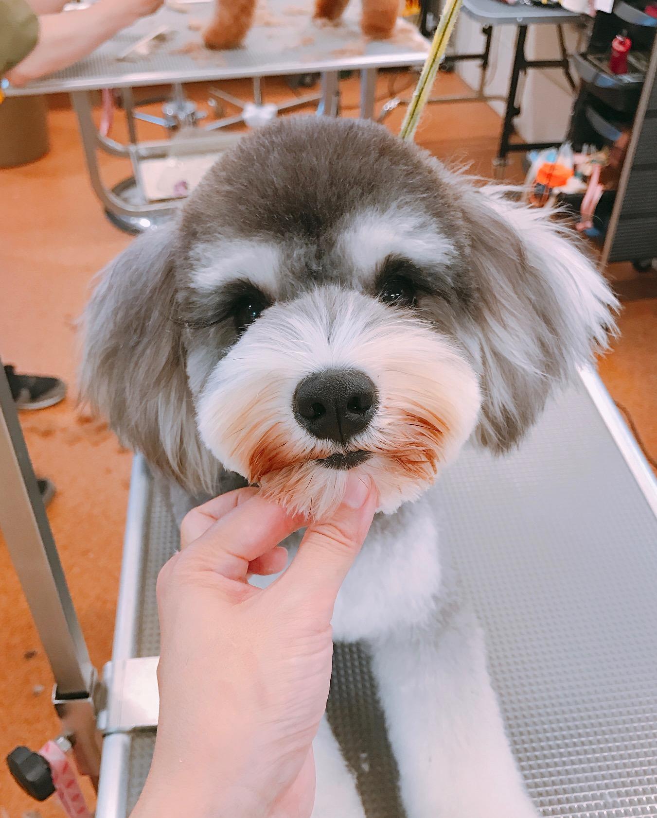 ミニチュア・シュナウザー