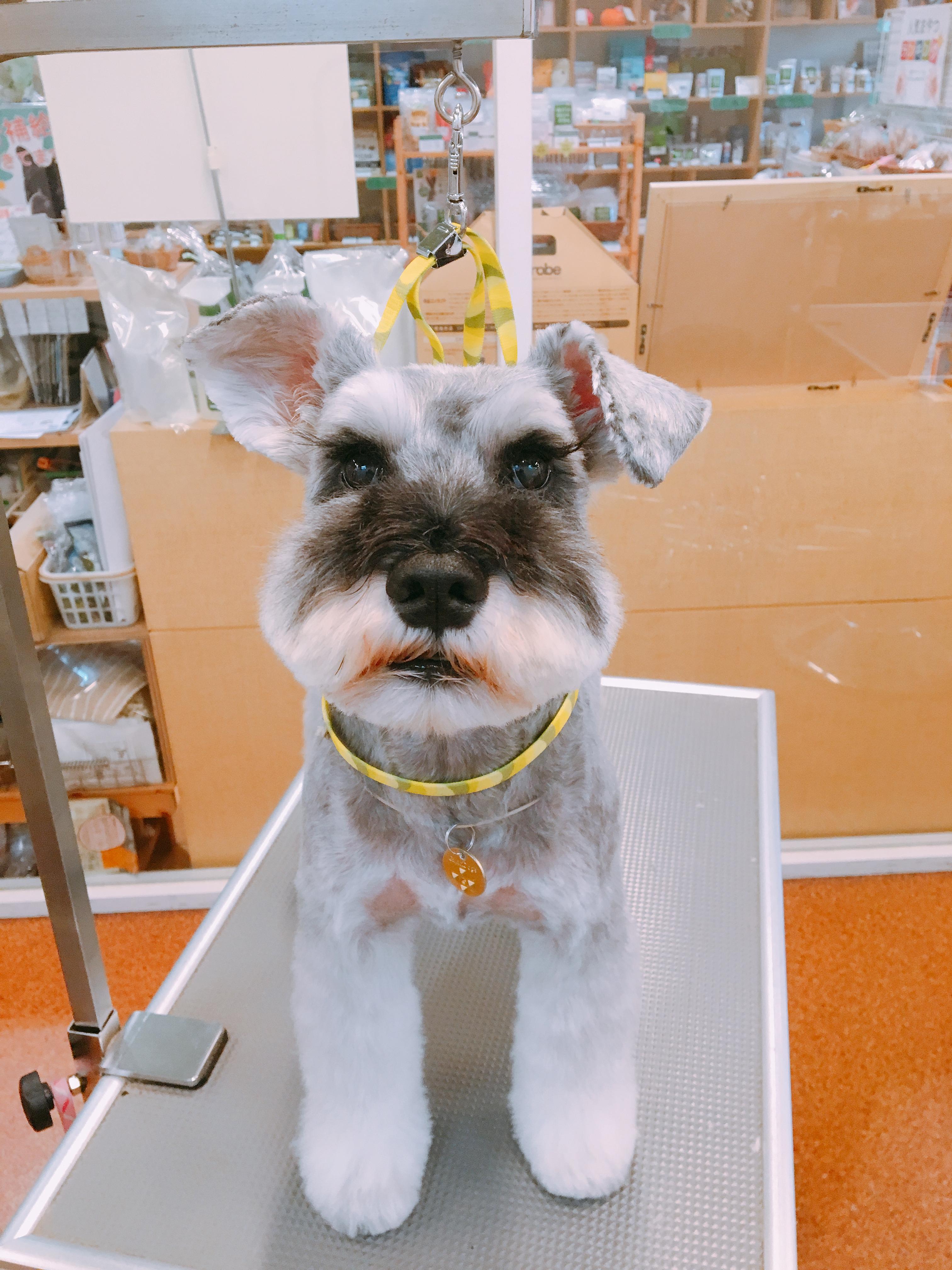 ミニチュア・シュナウザー